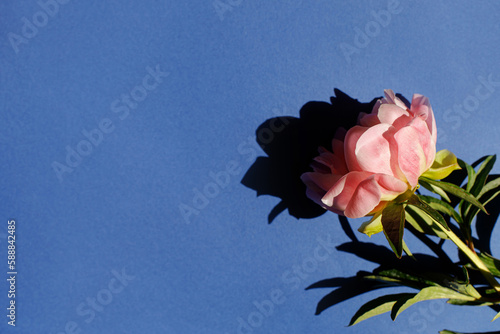 Fototapeta Naklejka Na Ścianę i Meble -  Pink peony on blue background flat lay in sunlight. Floral card template with space for text. Minimal creative flower wallpaper. Mothers day