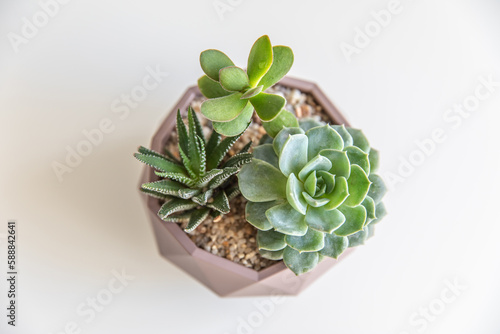 succulent terrarium in pot. florarium vase with plants. garden with miniature plants. DIY florarium.