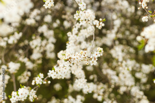 Beautiful blooming cherry white flowers in garden. Spring blossoms. Flowering cherry tree branches in sunny orchard. Floral background, space for text