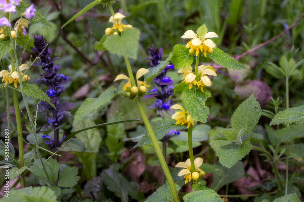 Lamium galeobdolon or yellow dead nettles in spring, close up Lamium galeobdolon or yellow dead nettles in spring, close up