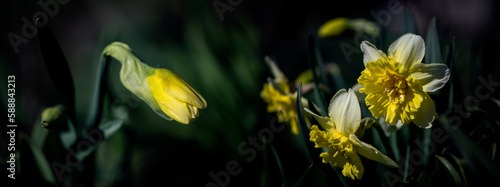 Panoramic shot of flowers. Daffodils in all their glory. The dark background emphasizes the beauty of the narcissus.