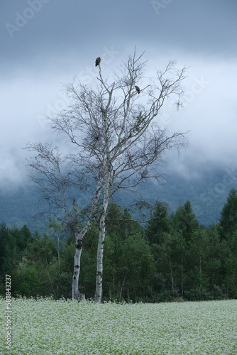 Bare Tree in Foggy Mountain Landscape