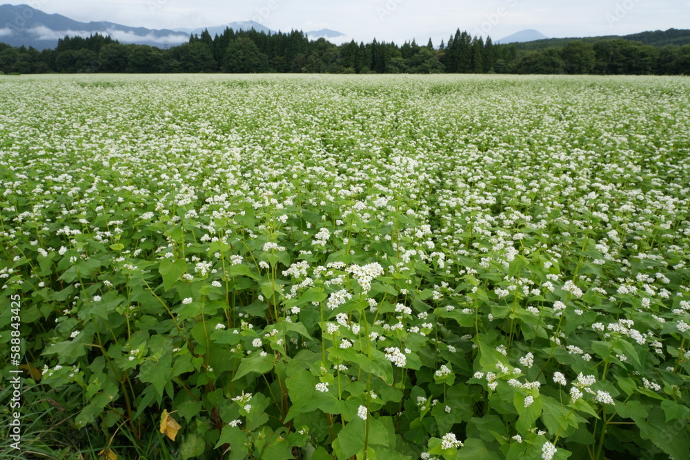 A green field filled with beautiful white flowers, a small field with white flowers growing in the background A green field filled with beautiful white flowers, a small field with white flowers growing in the background