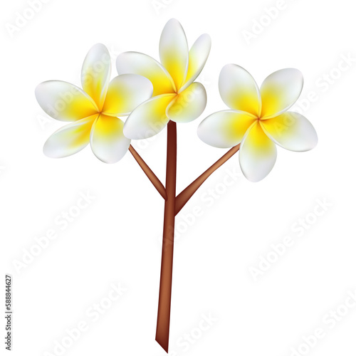 Plumeria. Frangipani. Tropical flower.  Isolated. Exotic. A branch of a flowering plant.