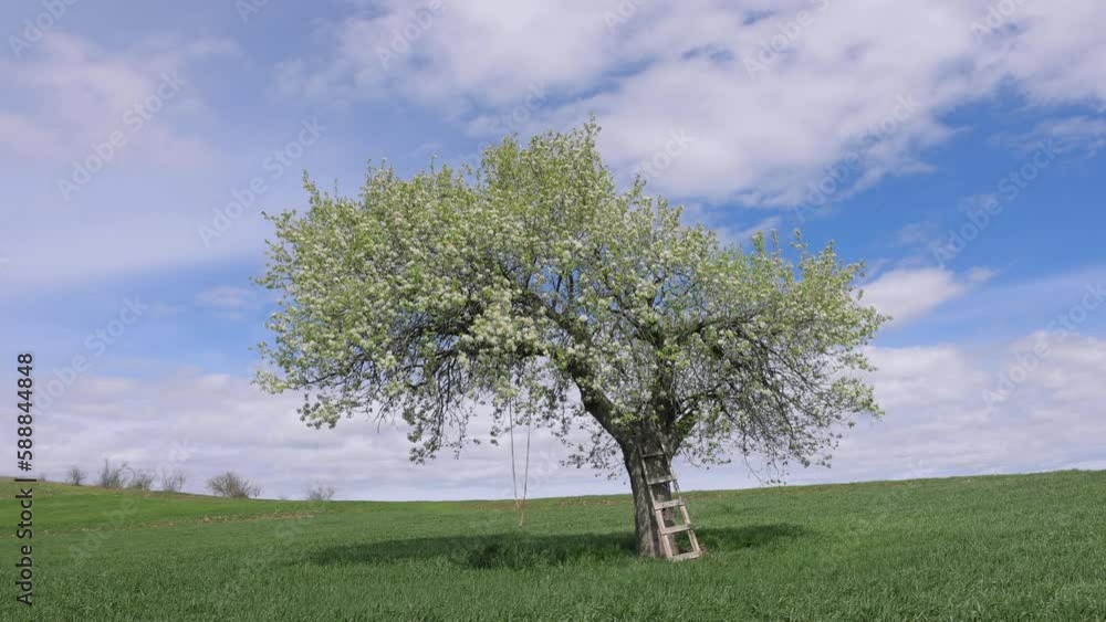 Lush white blooming branches of fruit tree under cloudy sky in spring. White flowers of blooming pear tree in wheat field and contrast of blue sky and white clouds. 4K video shooting. Lush white blooming branches of fruit tree under cloudy sky in spring. White flowers of blooming pear tree in wheat field and contrast of blue sky and white clouds. 4K video shooting.