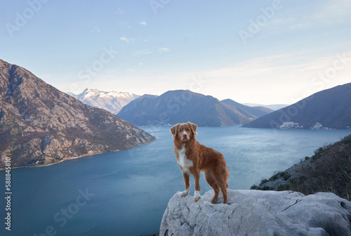 The dog stands in the mountains on sea bay and looks at the peaks. Nova Scotia duck retriever in nature, on a journey. Hiking with a pet © annaav