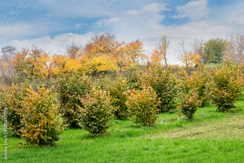 A plantation with hazel bushes in the fall. Hazel bushes covered with yellow leaves