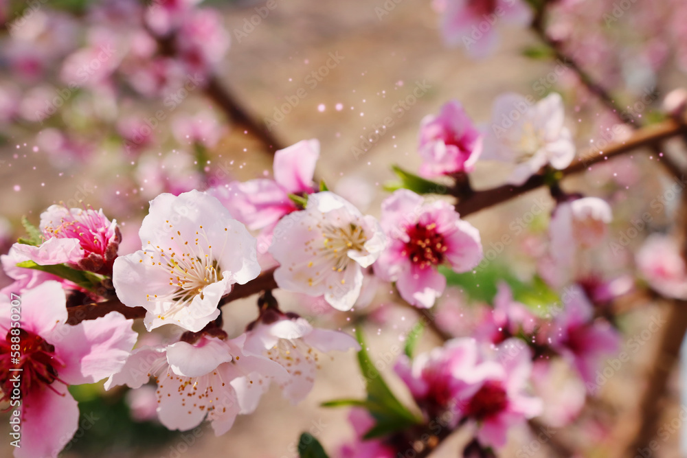 Fototapeta premium background of spring blossom tree. selective focus