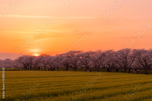 夕日に照らされる草場川の桜並木