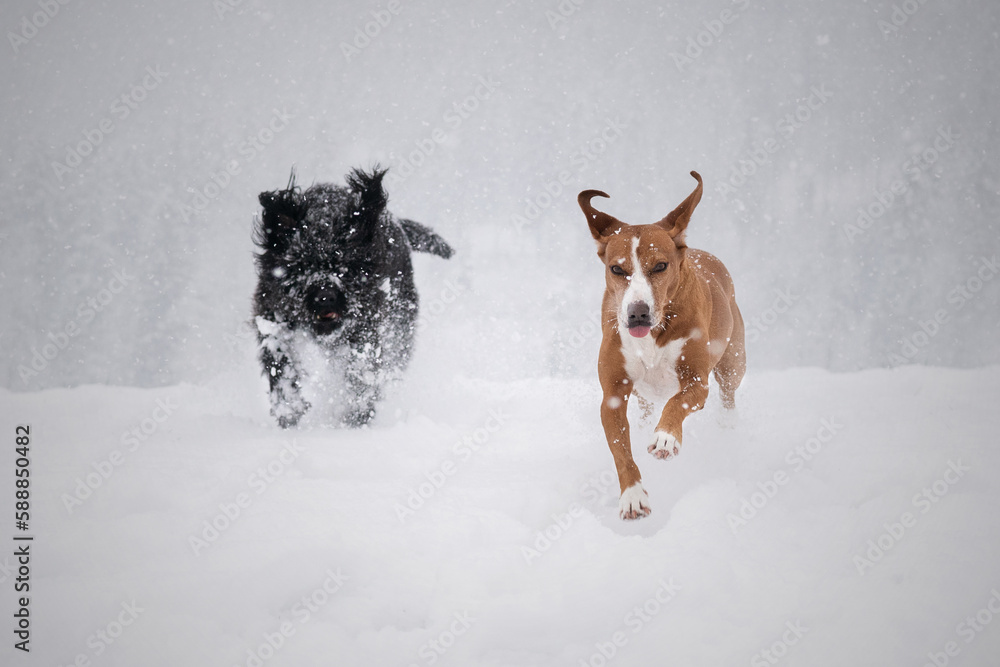 Two dogs plying in the snow