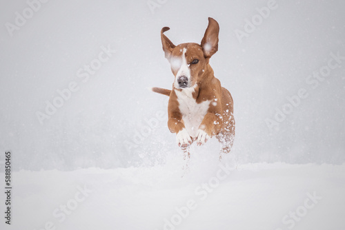 brown dog playing in the snow