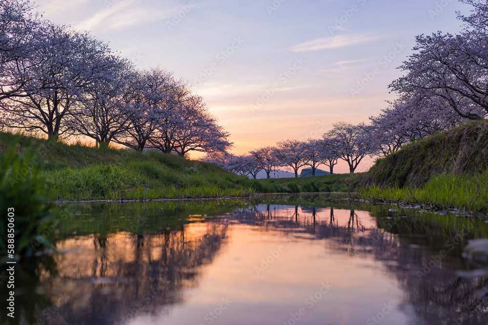 朝焼けの空と草場川の桜並木