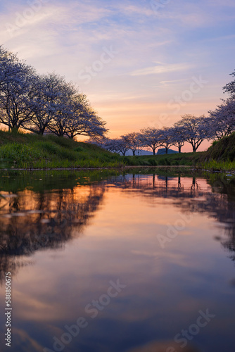 朝焼けの空と草場川の桜並木