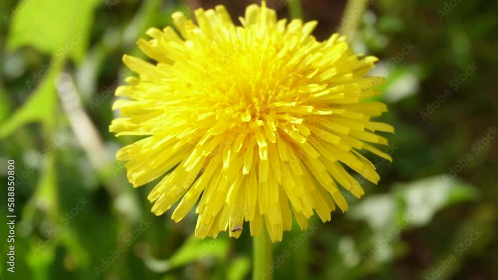 Diente de león , achicoria amarga Diente de león , achicoria amarga