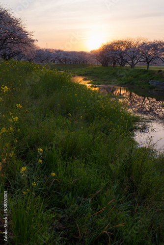 朝焼けの空と草場川の桜並木