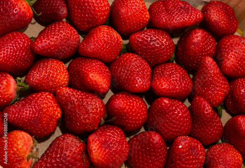 View of a lot of red strawberries