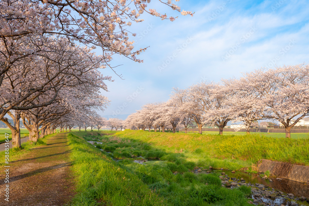 草場川の桜並木