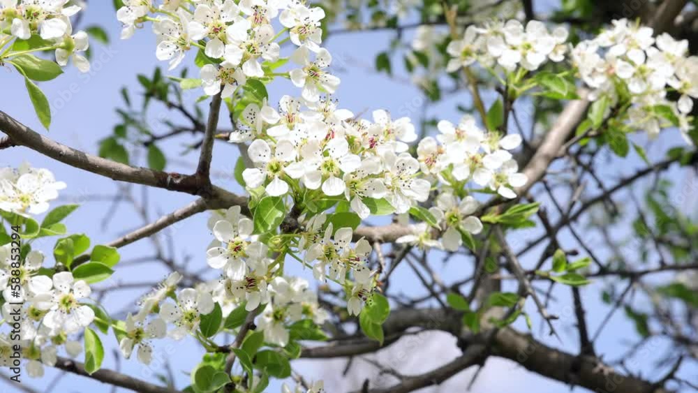 White flowers on a pear tree. Japanese pear blossoms. Rosaceae deciduous fruit tree. White flowers bloom from March to April and bear fruit in autumn. 4K video shooting. White flowers on a pear tree. Japanese pear blossoms. Rosaceae deciduous fruit tree. White flowers bloom from March to April and bear fruit in autumn. 4K video shooting.