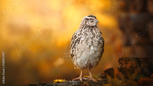 Quadro su tela Autumn portrait of japanese quail bird
