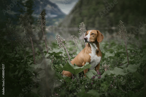 brown dog sitting in nature