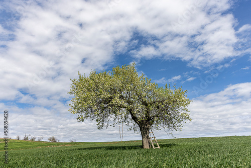 Lush white blooming branches of fruit tree under cloudy sky in spring. White flowers of blooming pear tree in wheat field and contrast of blue sky and white clouds.