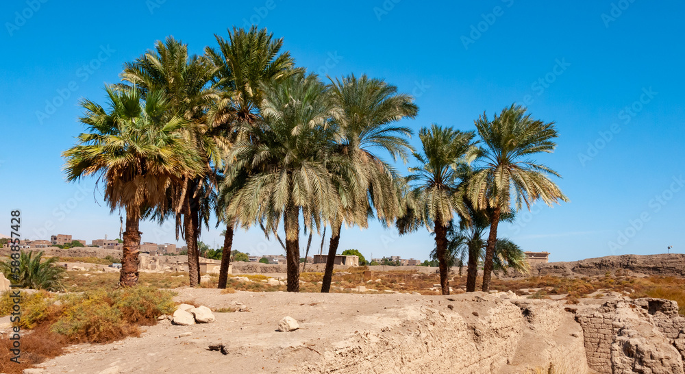 Palm trees on the territory of the preserved ruins of an ancient Egyptian temple in Luxor, Egypt