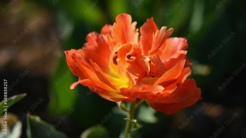 Red macro tulip. A beautiful spring flower close-up swaying in the wind. Orange-red petals bloomed in the sun. The concept of spring awakening of nature, fragility and grace. Blurred background Red macro tulip. A beautiful spring flower close-up swaying in the wind. Orange-red petals bloomed in the sun. The concept of spring awakening of nature, fragility and grace. Blurred background