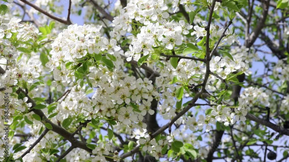 White flowers on a pear tree. Japanese pear blossoms. Rosaceae deciduous fruit tree. White flowers bloom from March to April and bear fruit in autumn. 4K video shooting. White flowers on a pear tree. Japanese pear blossoms. Rosaceae deciduous fruit tree. White flowers bloom from March to April and bear fruit in autumn. 4K video shooting.