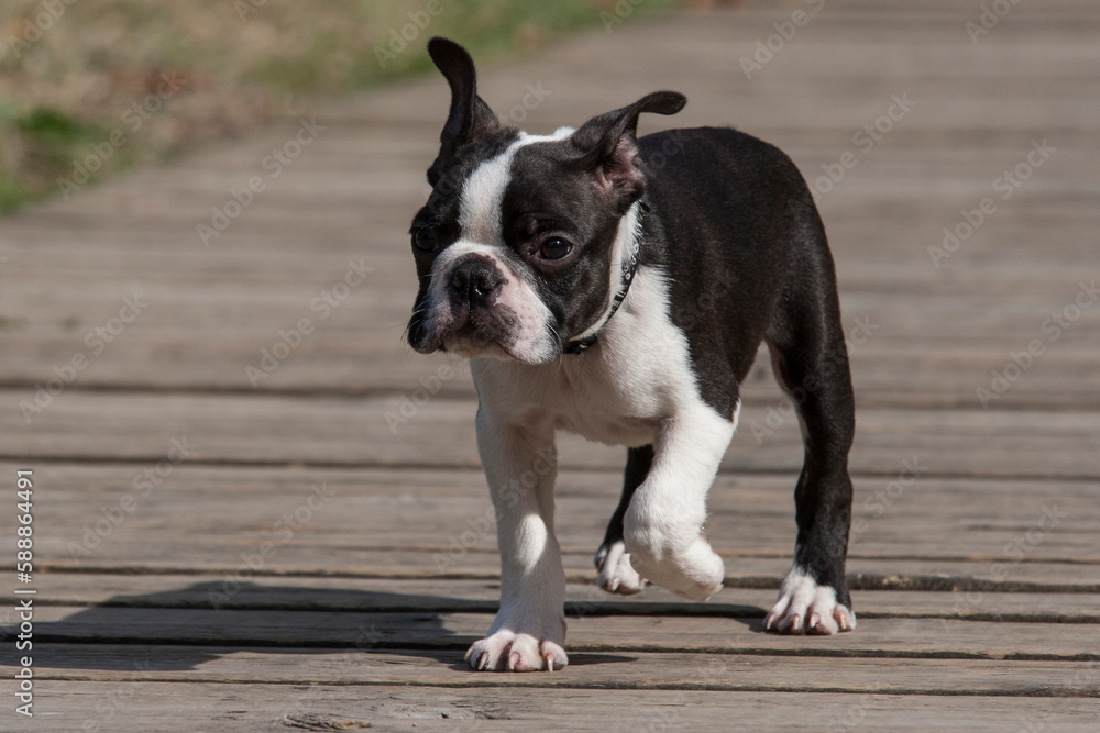 Funny young purebred Boston Terrier dog, walk on a boards. 4-month-old funny Young Boston Terrier puppy. Cute facial expression, it has a dynamic approach, with a decided step towards its owners.