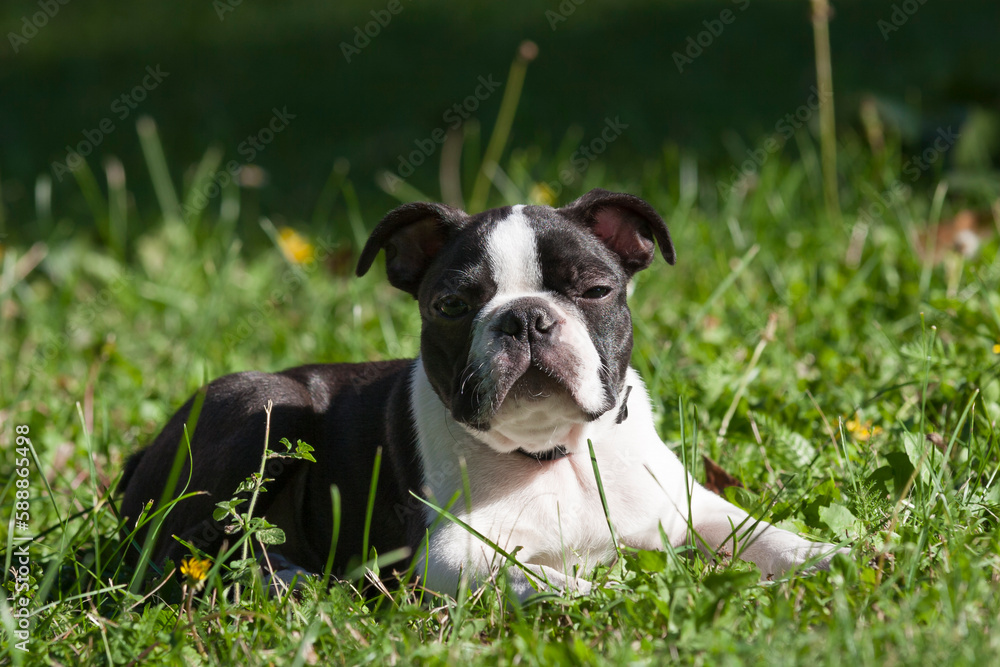 4-month-old purebred Boston Terrier puppy lying in the grass. Young purebred Boston Terrie lying in the grass after a walk, looks torwards the camera