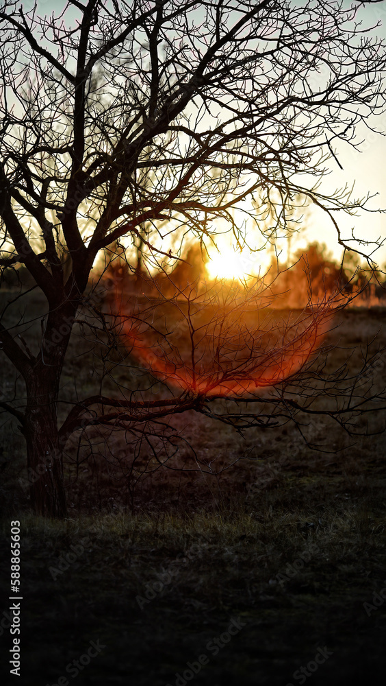 Vertical 16 :9 panorama of winter or late autumn sunset at the forest. Naked tree, sunbeam lens flare, low key exposure. Vertical 16 :9 panorama of winter or late autumn sunset at the forest. Naked tree, sunbeam lens flare, low key exposure.