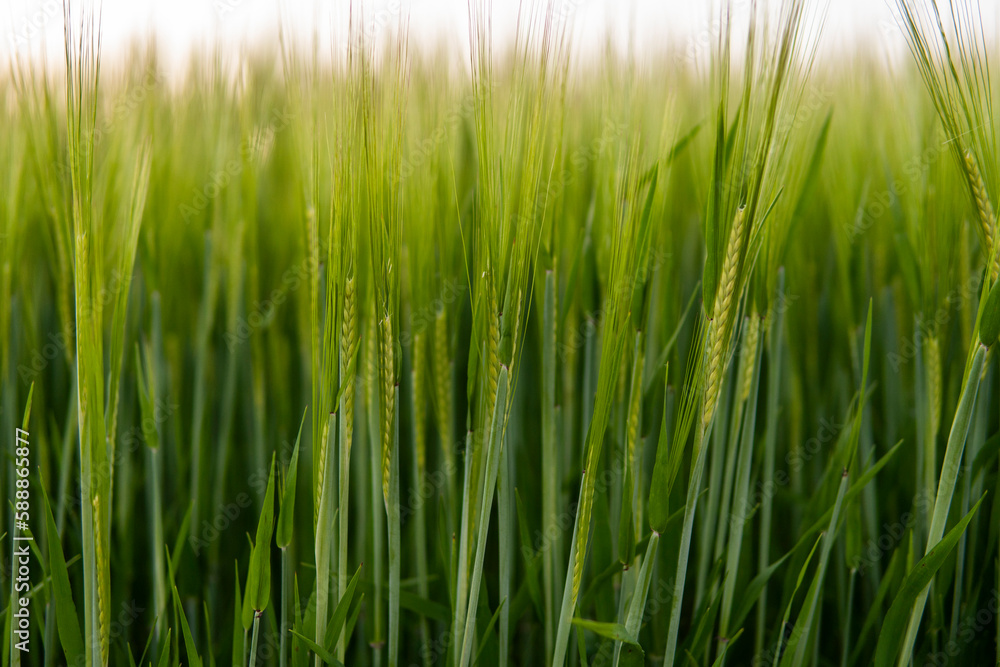 Green barley field in spring. Sun over fields of ripening barley.