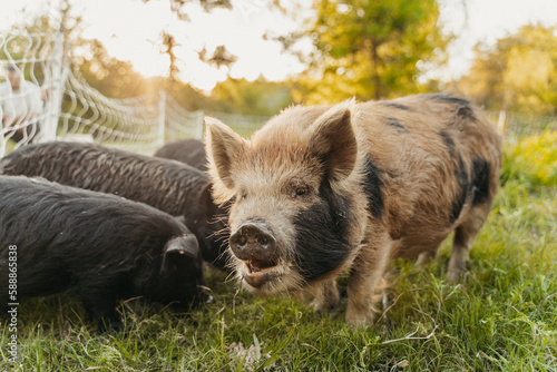 Pigs