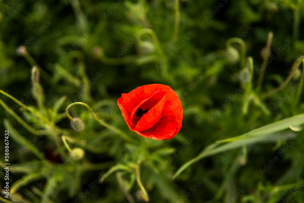 Flower Red poppie blossom on wild field. Red poppie in soft light. Meadow of wheat and poppy. Nature composition. Flower Red poppie blossom on wild field. Red poppie in soft light. Meadow of wheat and poppy. Nature composition.