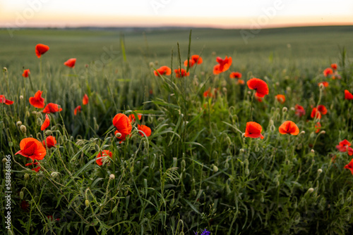 Poppy field in summer sunset sky. Flowering summer poppies among the wheat field.