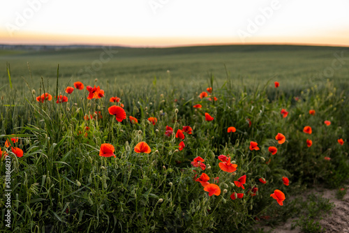 Wild red summer poppies in the countryside among the wheat field. Red poppies in soft light.