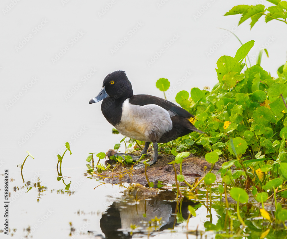 Φωτογραφία male drake ring necked duck - Aythya collaris - is a diving duck from North America commonly found in freshwater ponds and lakes