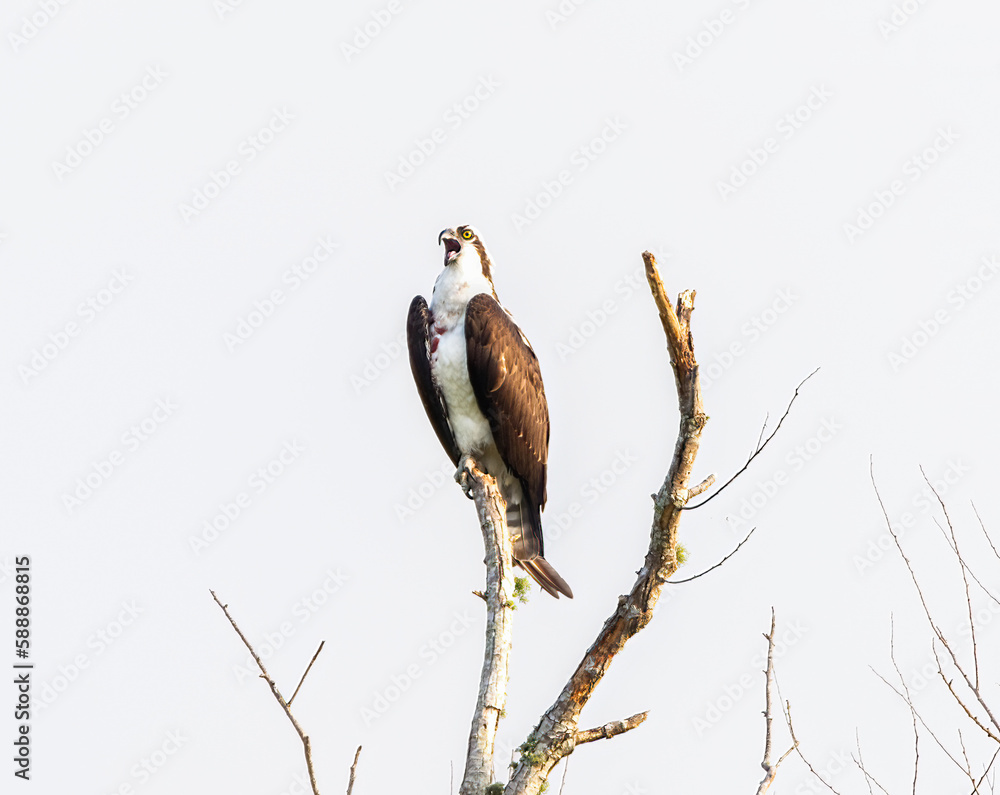 Fototapeta premium Osprey - Pandion haliaetus - perched at top of dead tree snag mouth open and calling or vocalizing. also called sea hawk, river hawk, and fish hawk