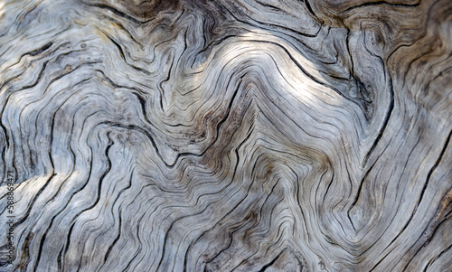 Surface of an old crooked dry tree Background texture. Close up