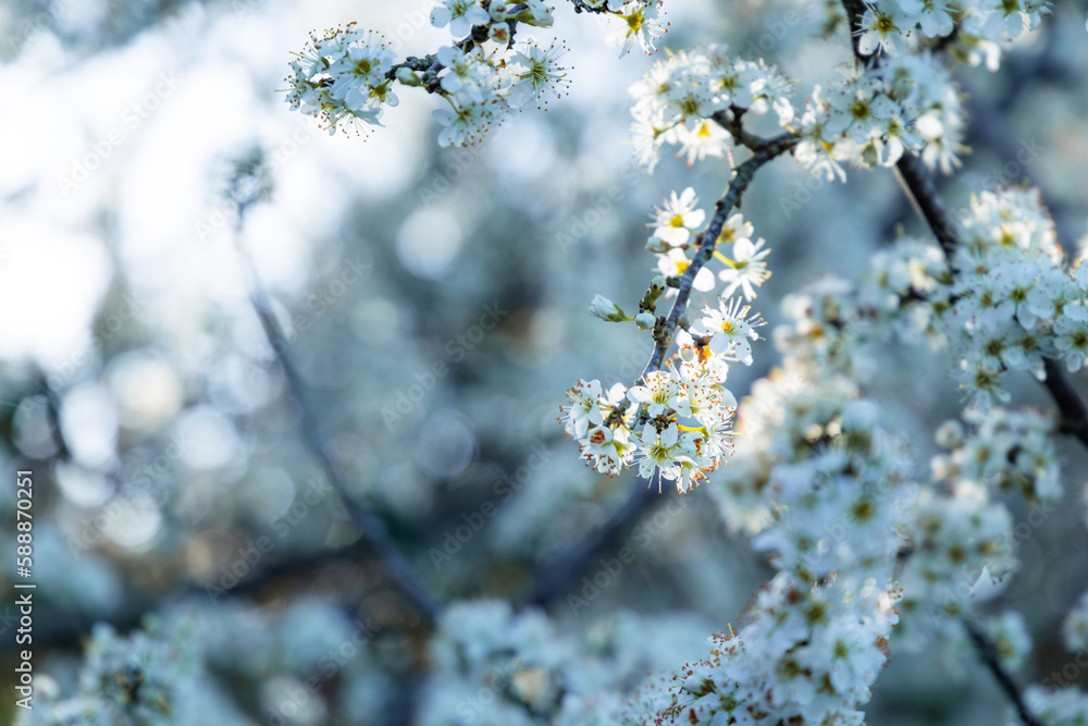 Spring blossom white flowers. Japan cherry blossom symbol