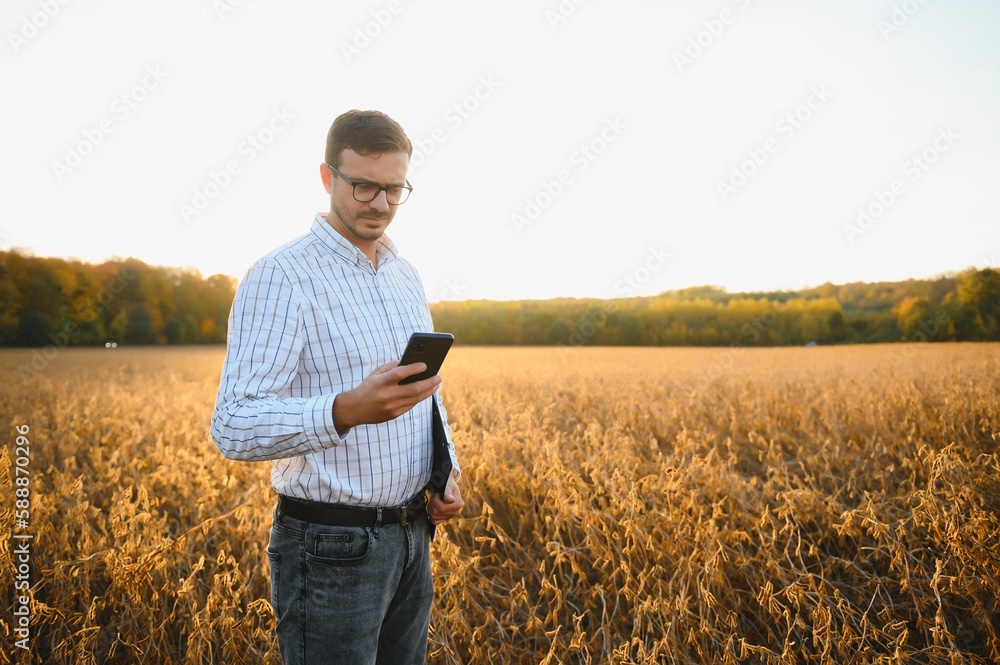 Portrait of farmer standing in soybean field examining crop at sunset.