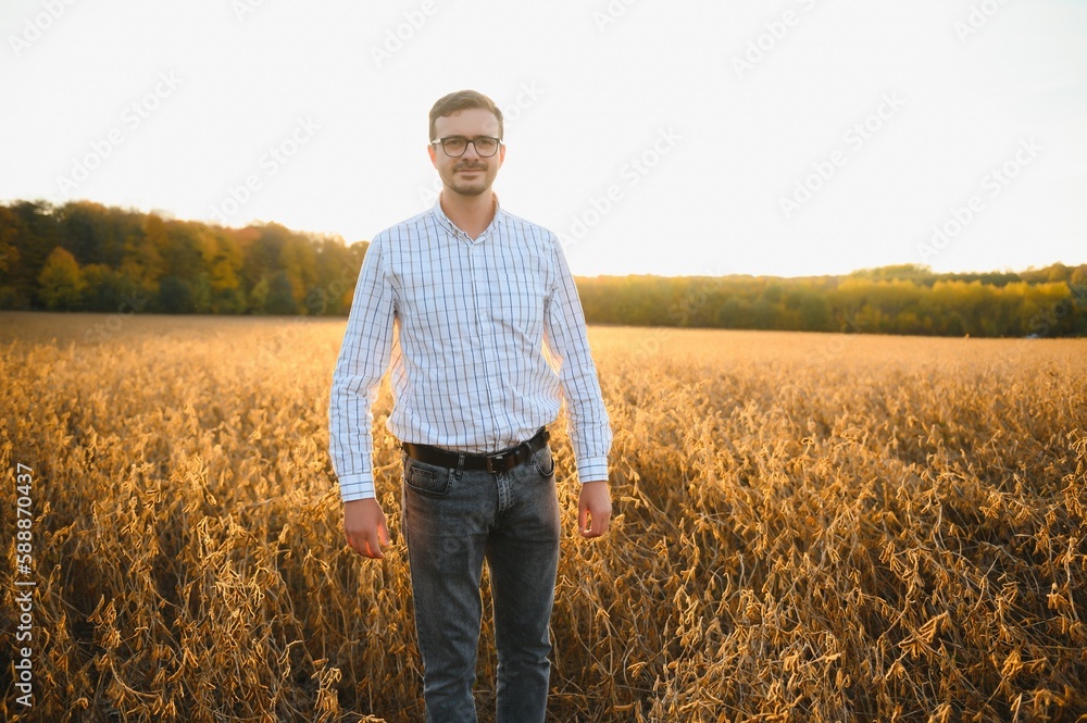 Farmer standing in soybean field examining crop at sunset.