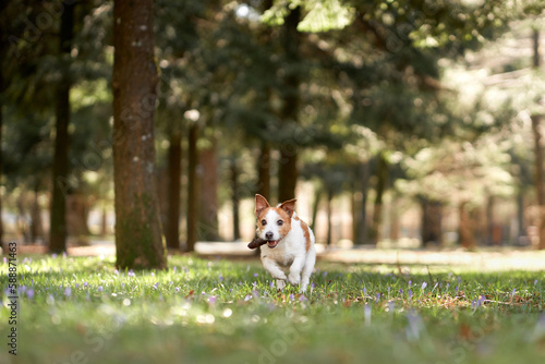 dog plays with a bump. Active Jack Russell Terrier on grass, in the park. Walking with a pet