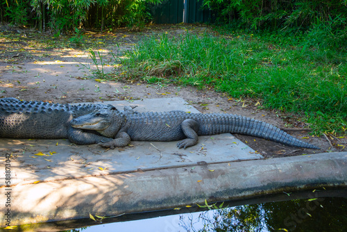 Jacare ou crocodilos descansando photo