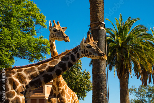 Girafas com suas manchas  Australia