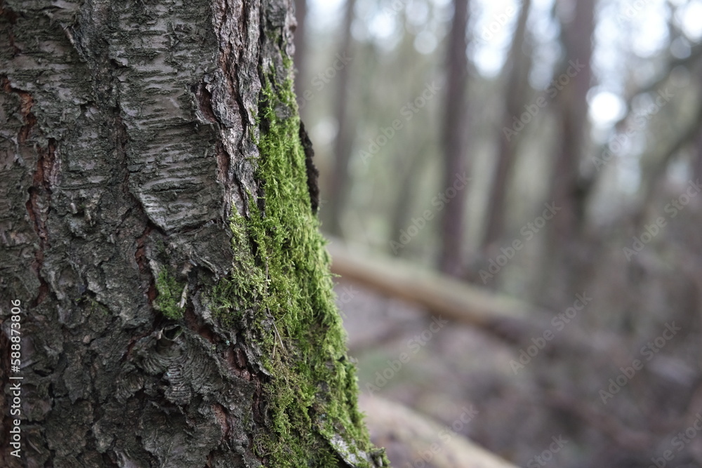 Green fresh spring in the forest Green fresh spring in the forest