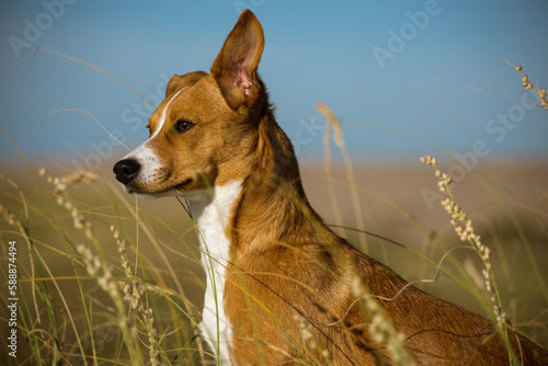 Perro pequeño en la naturaleza