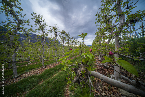 The first signs of spring in the orchards in Eppan an der Weinstrasse in South Tyrol
