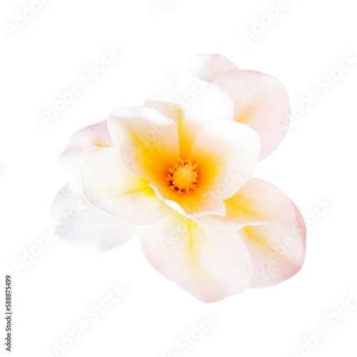 Fantastic flower with yellow  petals. Beautiful image isolated on white background. Ideal for the representation of a perfume  aroma or expression of spring summer or freshness