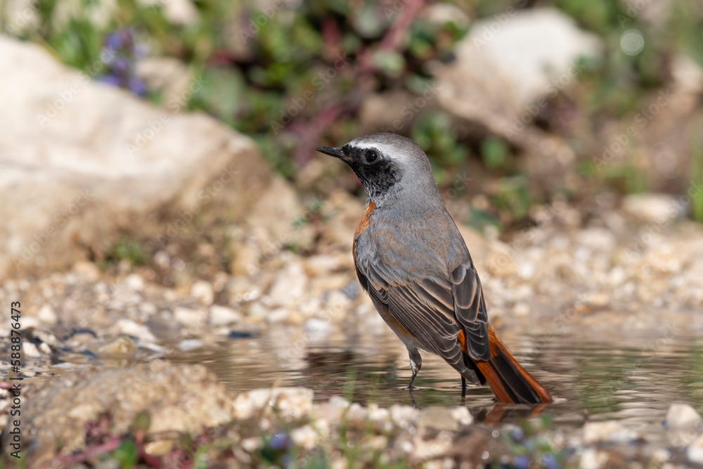 Obraz premium Common Redstart (Phoenicurus phoenicurus) in its natural habitat.